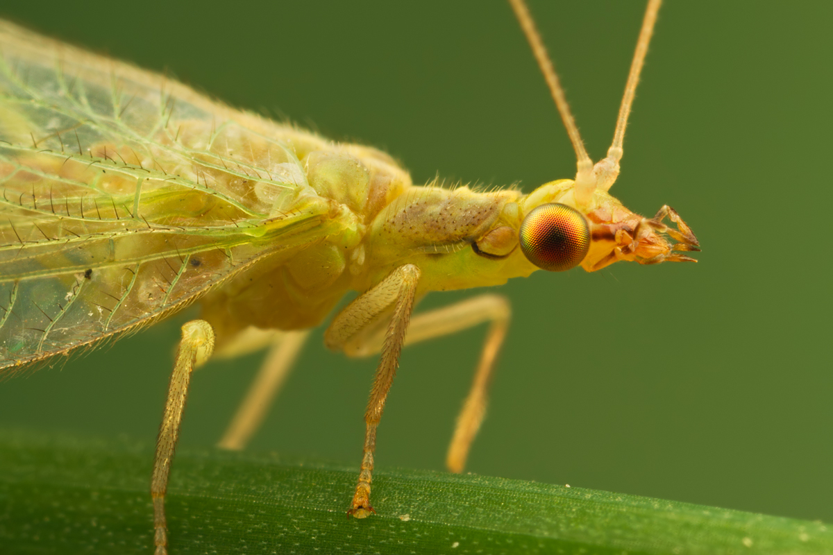Green Lacewing 2